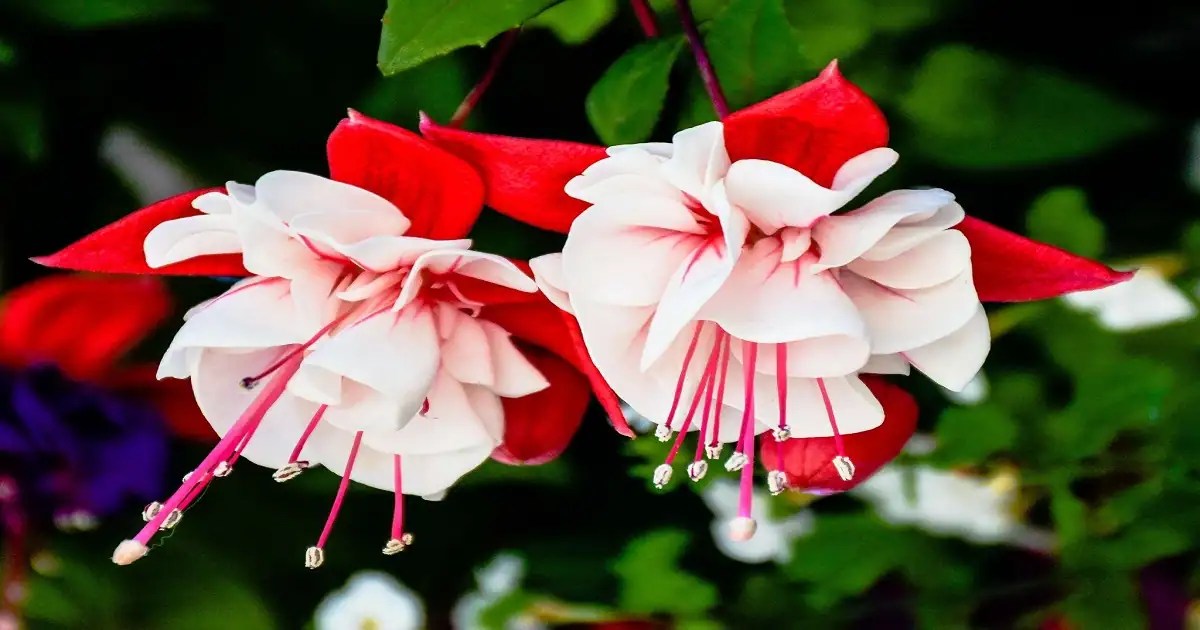 How To Grow And Care For Fuchsia Flowers » Support For Farmers