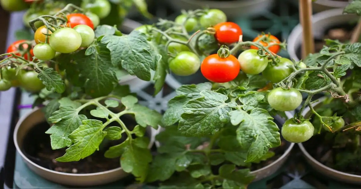 Tomato Farming Cultivation Techniques For Growing Perfect Tomatoes