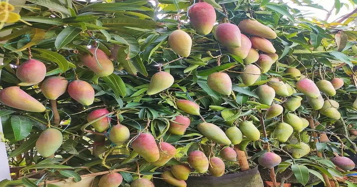 Mango Farming, Cultivation, Types & Benefits A Comprehensive Guide