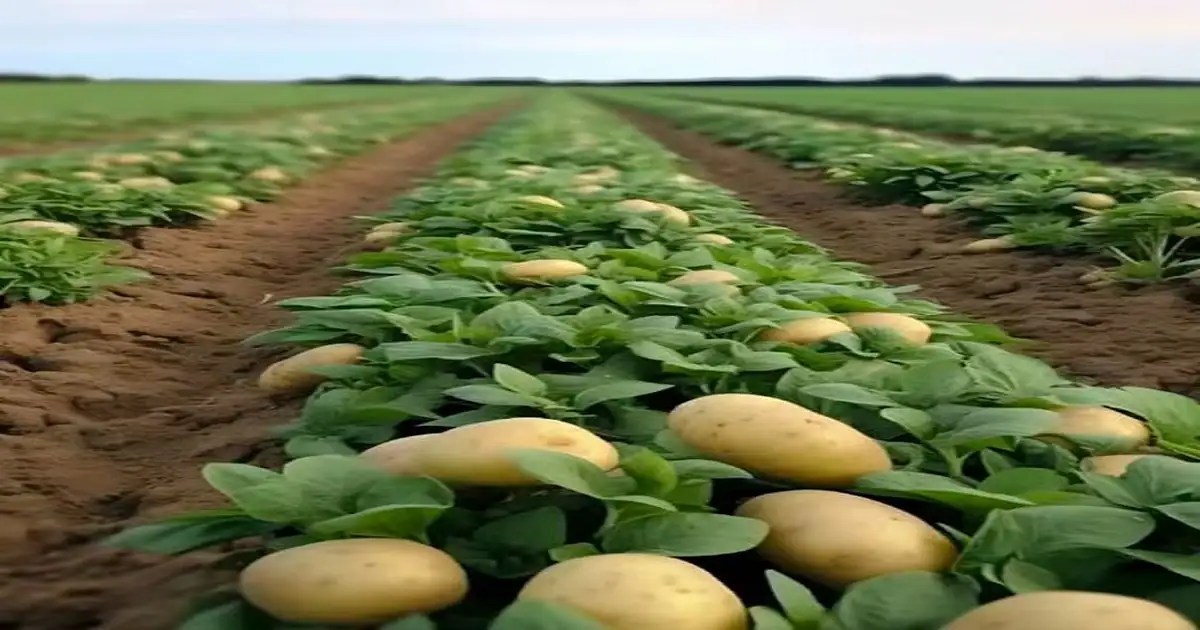 The Ultimate Guide To Potato Farming, Planting, Care, And Harvesting