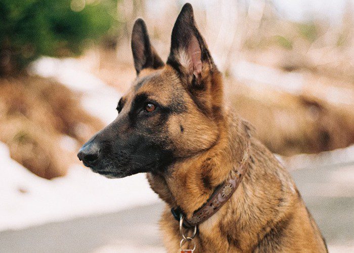 Best Bark Collar For German Shepherd My Dog Collar