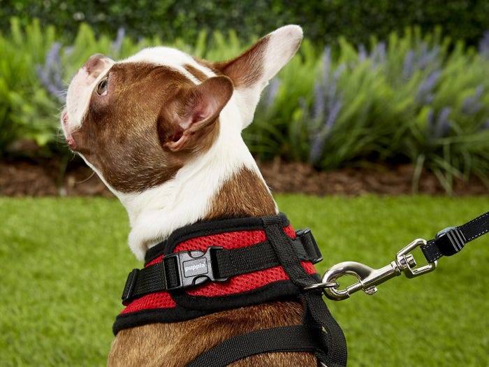 Best Reddy Dog Harness Buying Guide Supre Dog