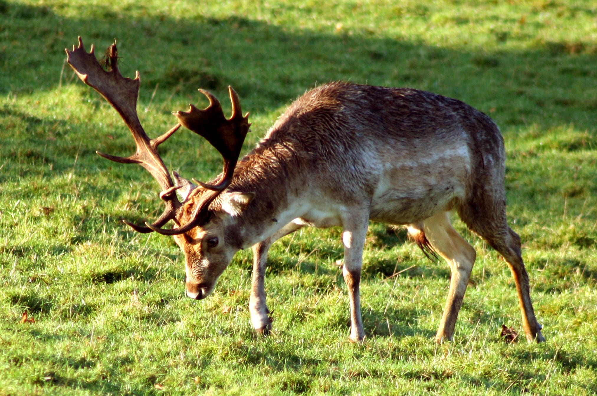 deer001 Suprema Bathroom and Tile Store