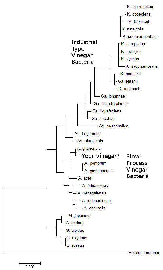 Example Vinegar Bacteria analysis Supreme Vinegar