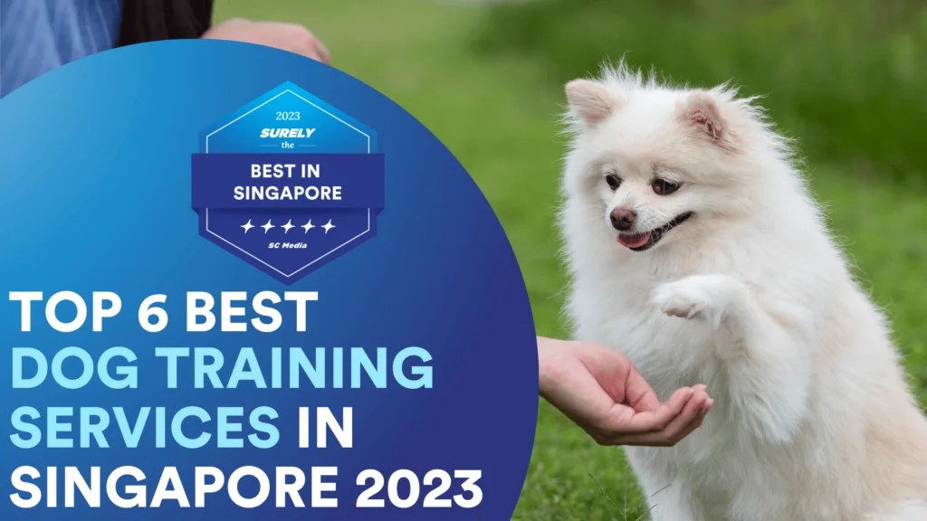 Paws and Progress Top 7 Best Dog Training in Singapore 2023 Sureclean
