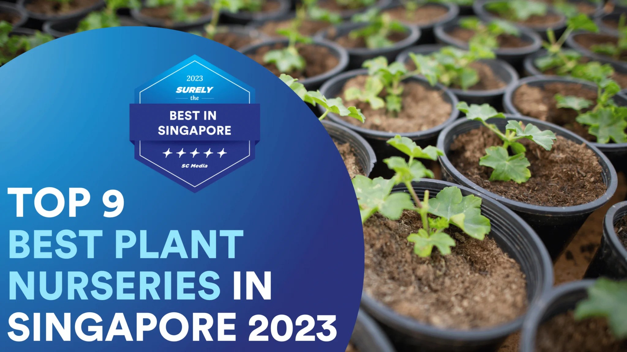 9 Best Plant Nursery Singapore for a Green Life 2023 Sureclean