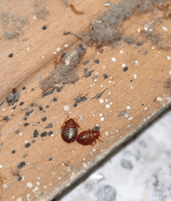 Bed Bugs SureSolutions Pest Control