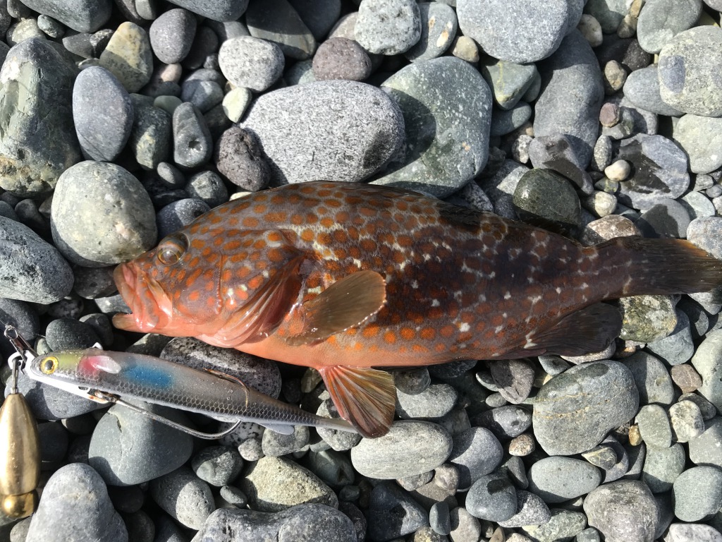 カタクチミノーでこれぞ西湘キジハタ 的な ご近所デイゲーム