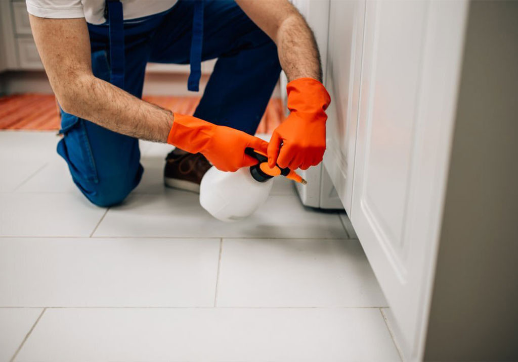 Logan Pest control experts since 2012. Call today for a free quote.