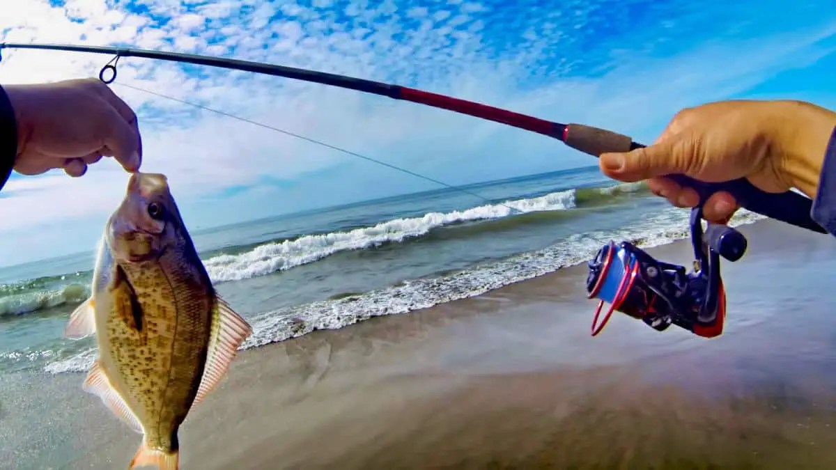Surf Fishing Guide and Tips for Beginners Surfcasting Republic