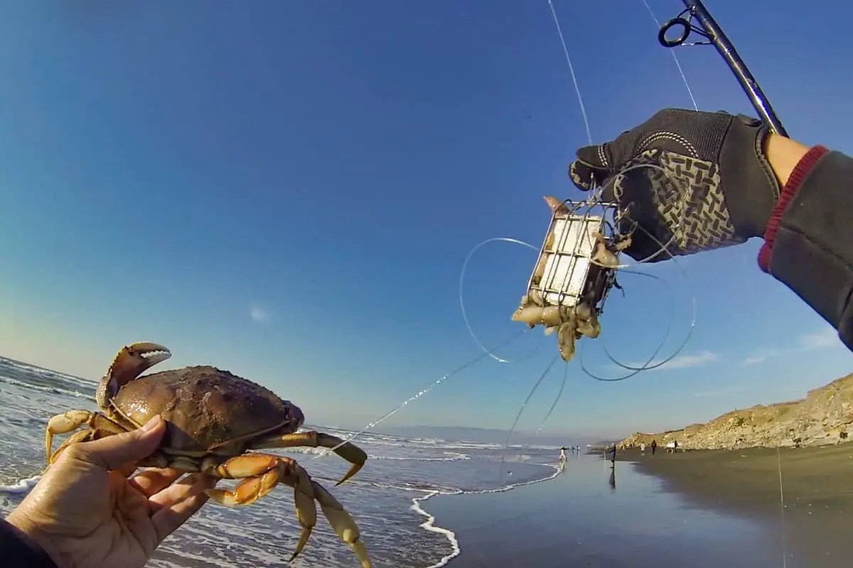 How To Catch Dungeness Crab From The Surf? A Complete Beginners Guide