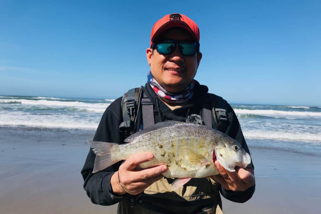 Surf Perch In California Surfcasting Republic