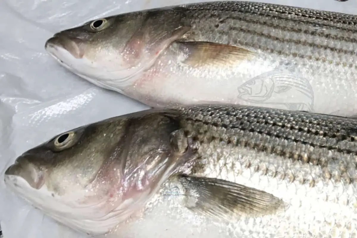 How To Humanely Dispatch and Bleed A Fish? Ikijime Method Surfcasting