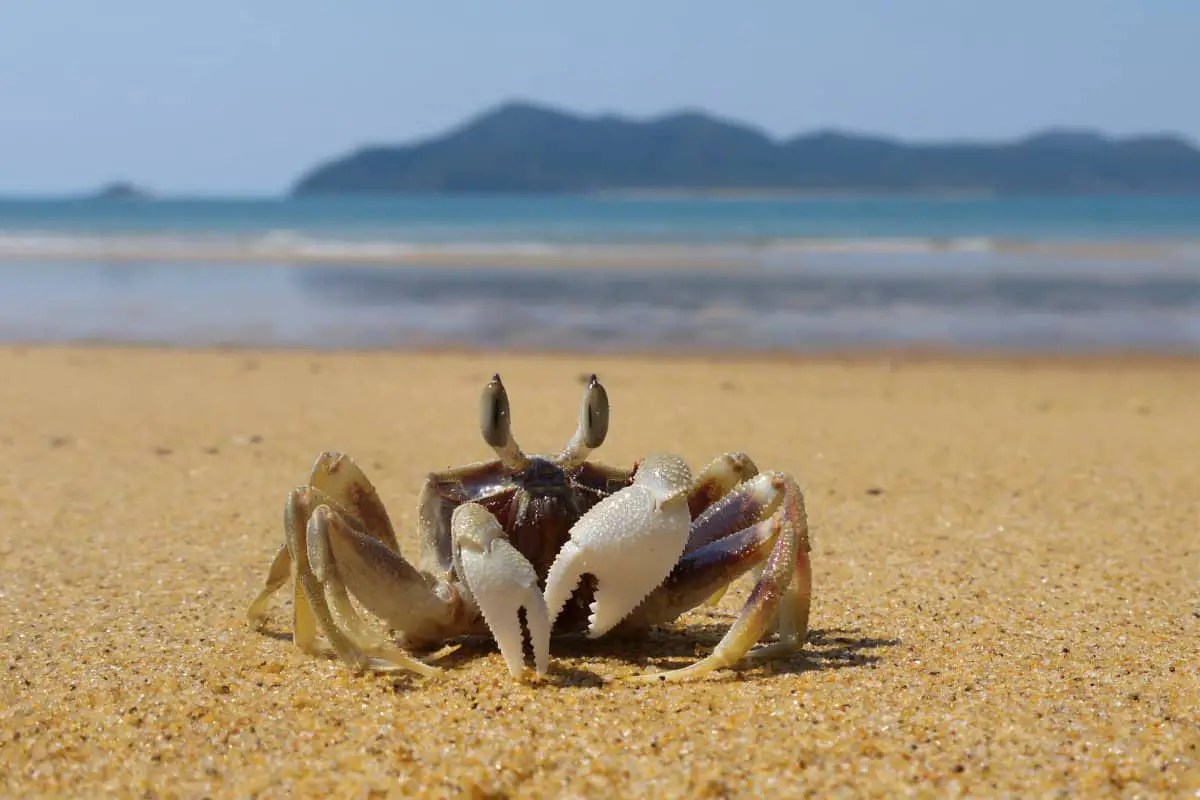 How To Keep Fiddler Crabs Alive? Surfcasting Republic
