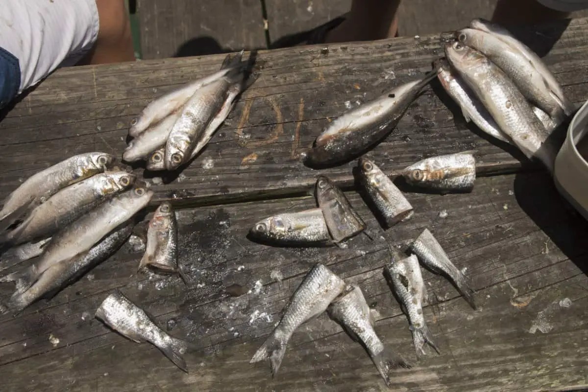 What Is the Best Bait For Surf Fishing At Night? Surfcasting Republic