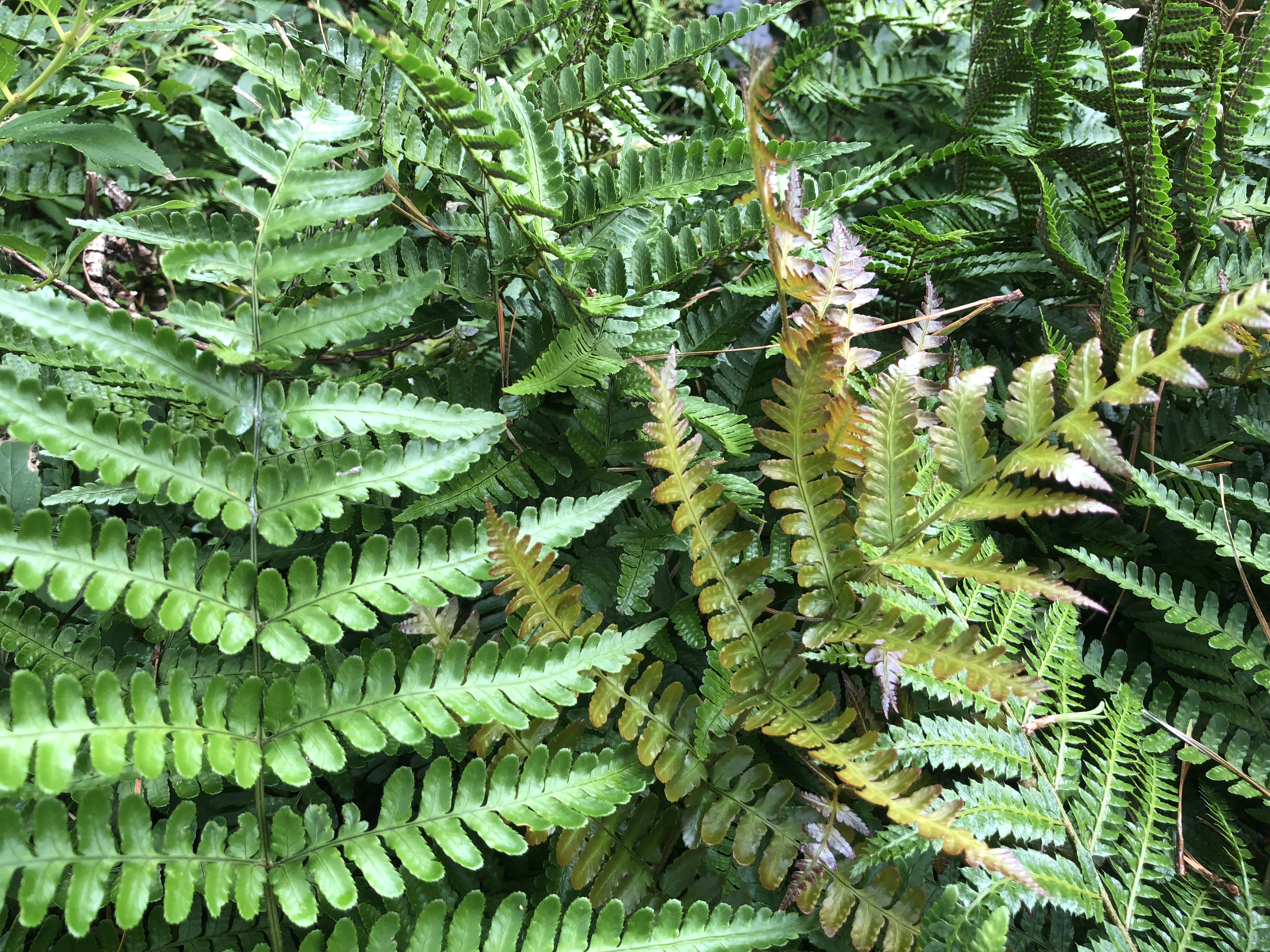 Autumn Fern Surfing Hydrangea Nursery, Inc.