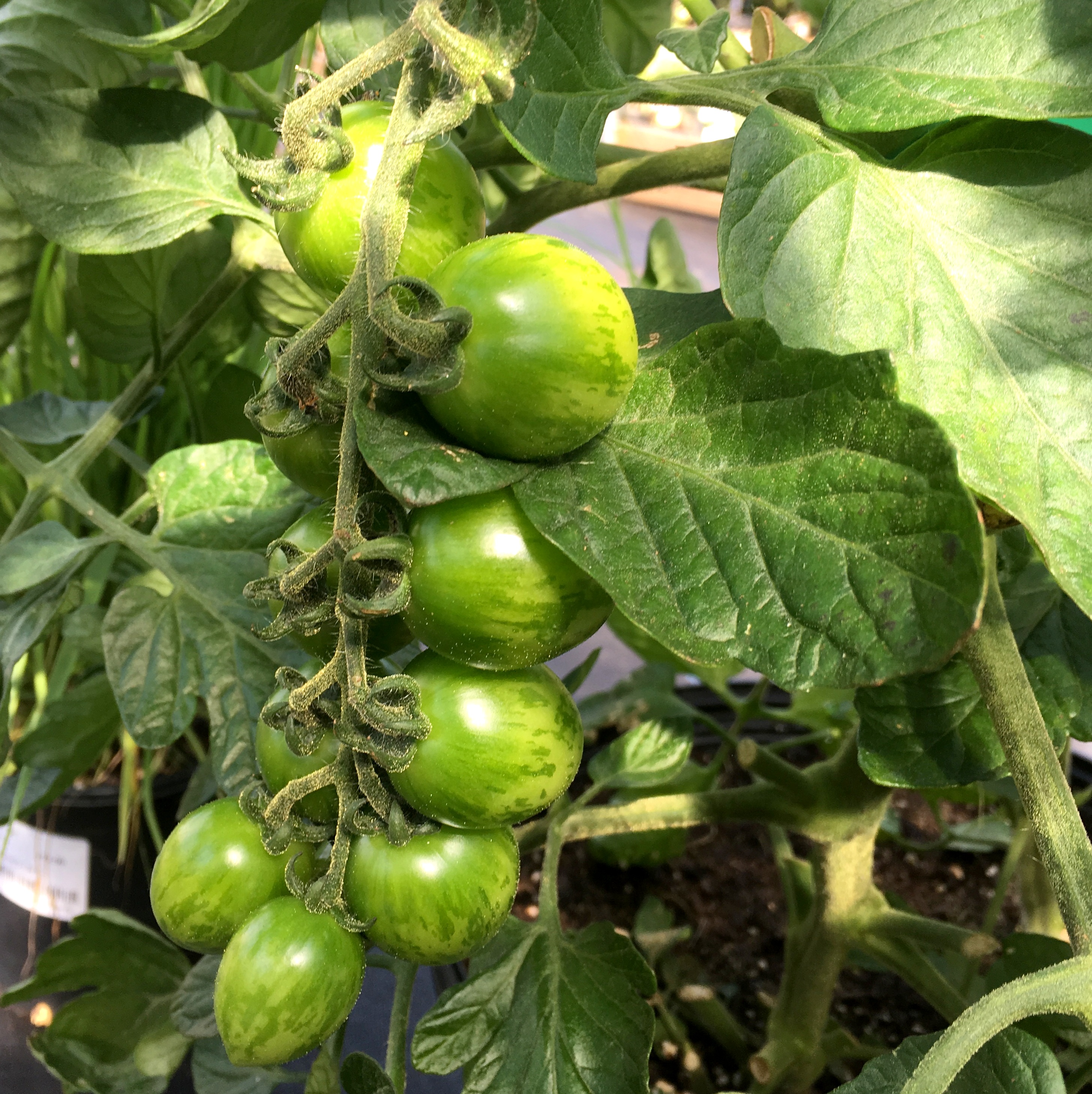 Tomato Training 101 Surfing Hydrangea Nursery, Inc.