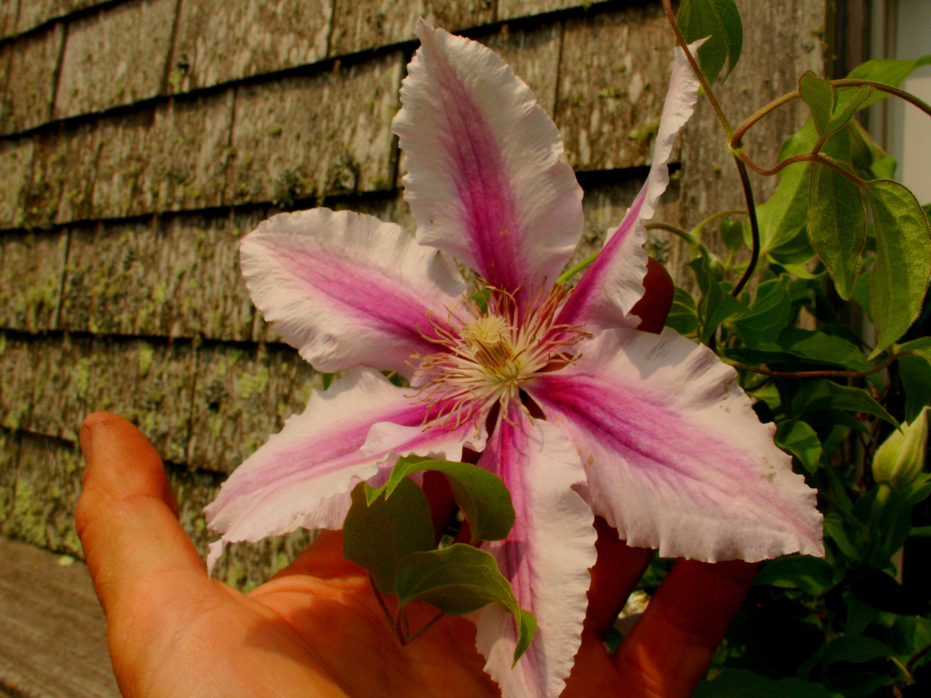 Clematis Pruning Surfing Hydrangea Nursery, Inc.