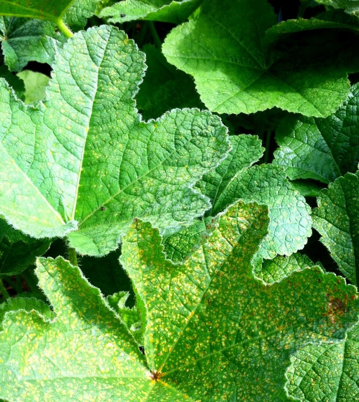 How Do You Treat Rust On Hollyhocks Alcea Rosea