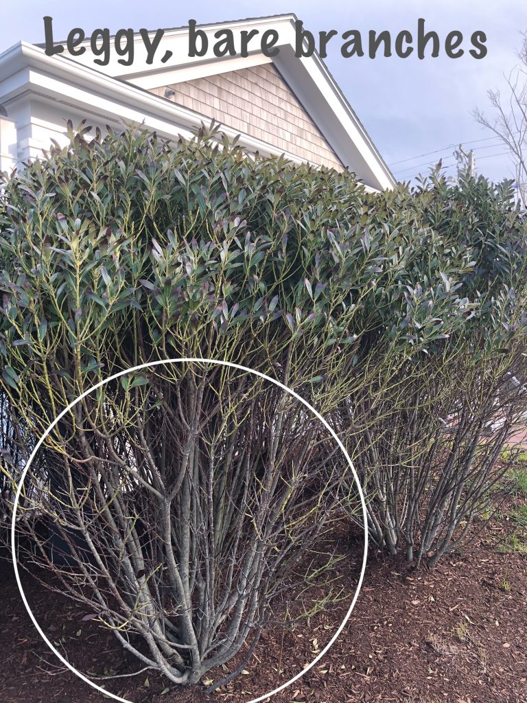 Regular Pruning of Inkberry Surfing Hydrangea Nursery, Inc.