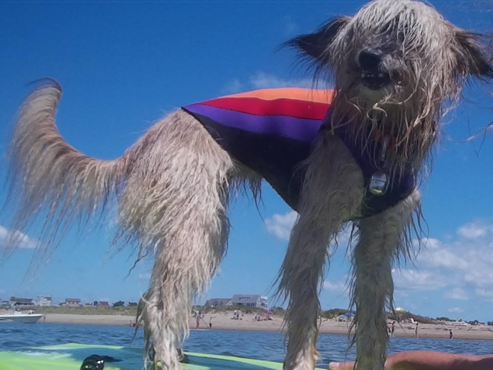 Surf 'n Sea Custom Wetsuits