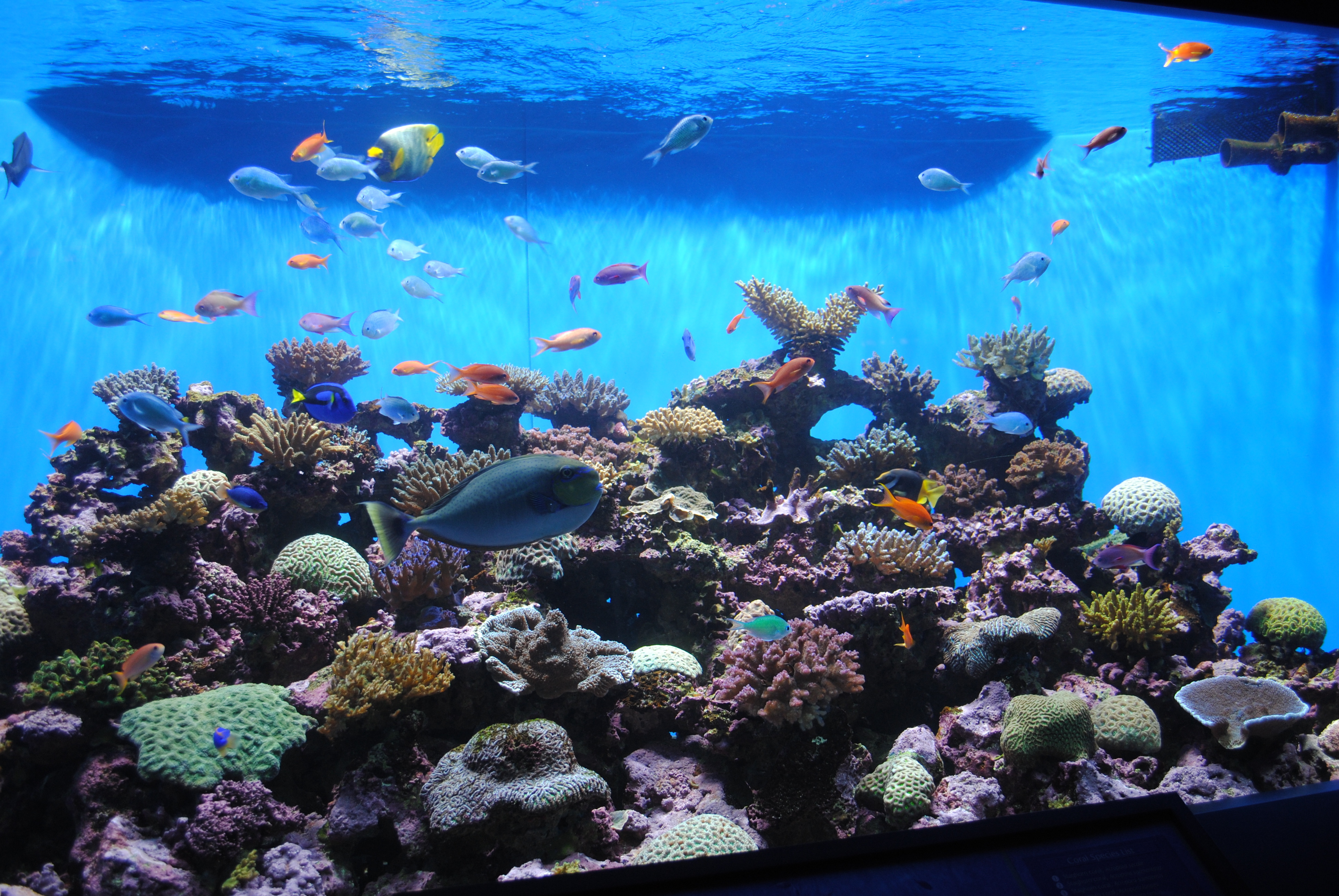 L'aquarium Scripps à La Jolla