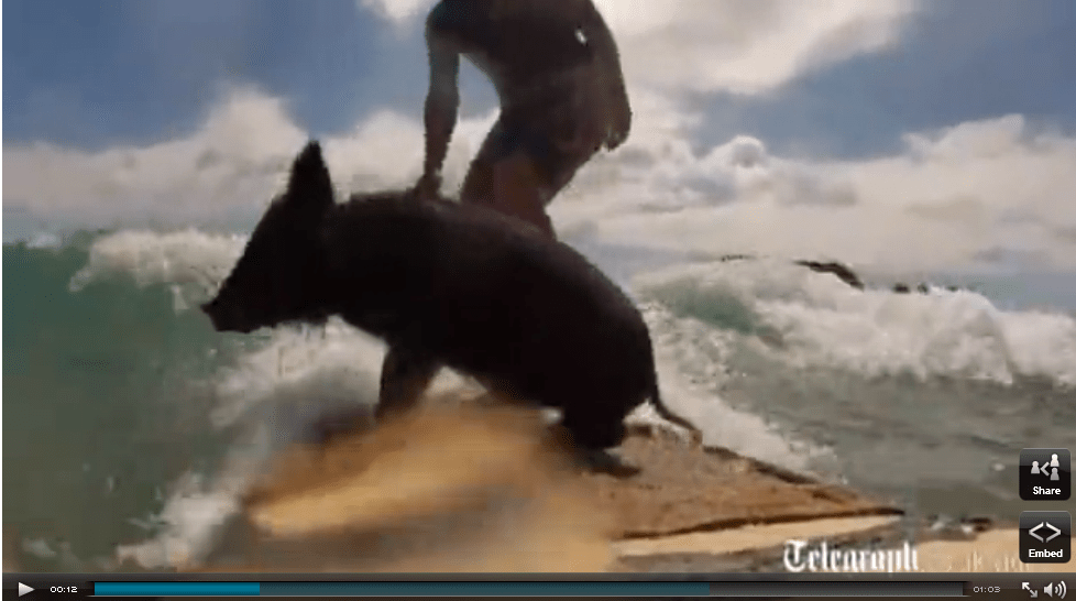 VIDEO Surfing pig a star in New Zealand SurfReport Surf