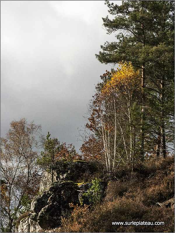 un petit arbre roux accroché aux rochers Jacques Luce Photographies
