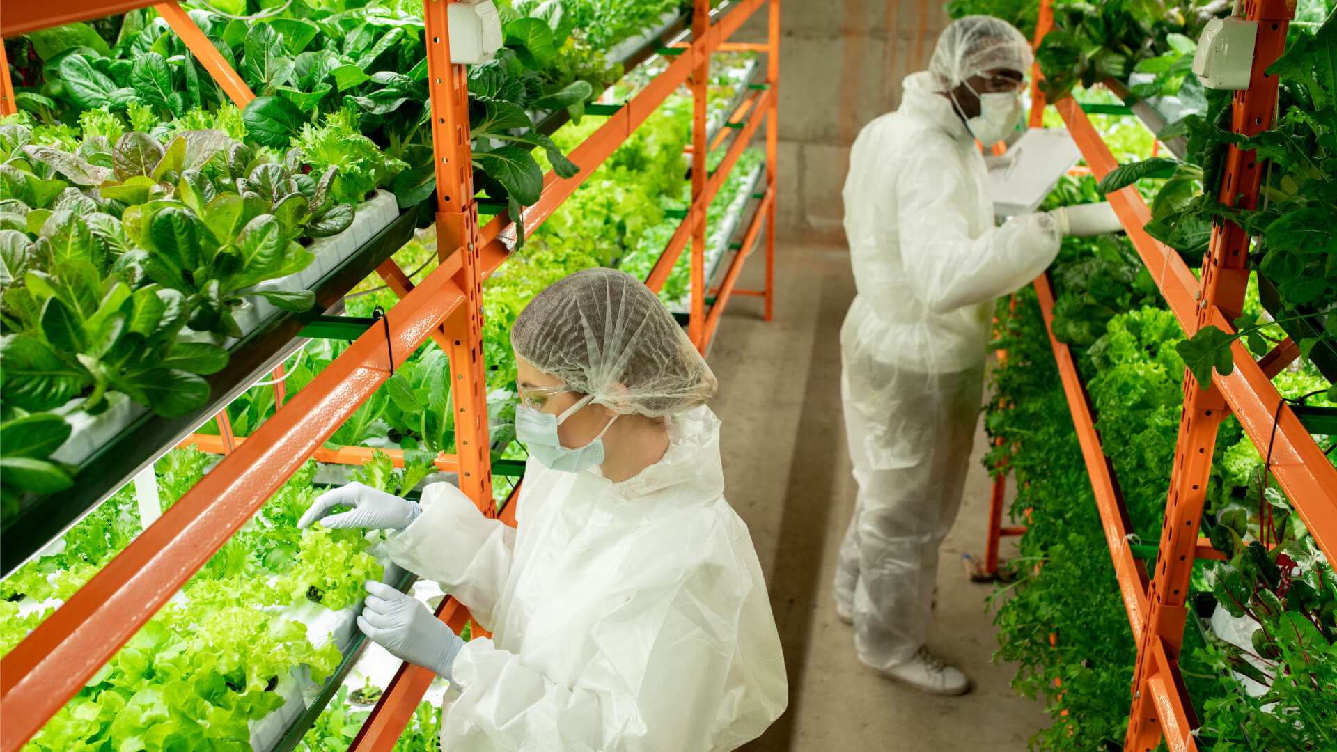 What is Indoor Agriculture and Vertical Farming? Surna Cultivation Technologies