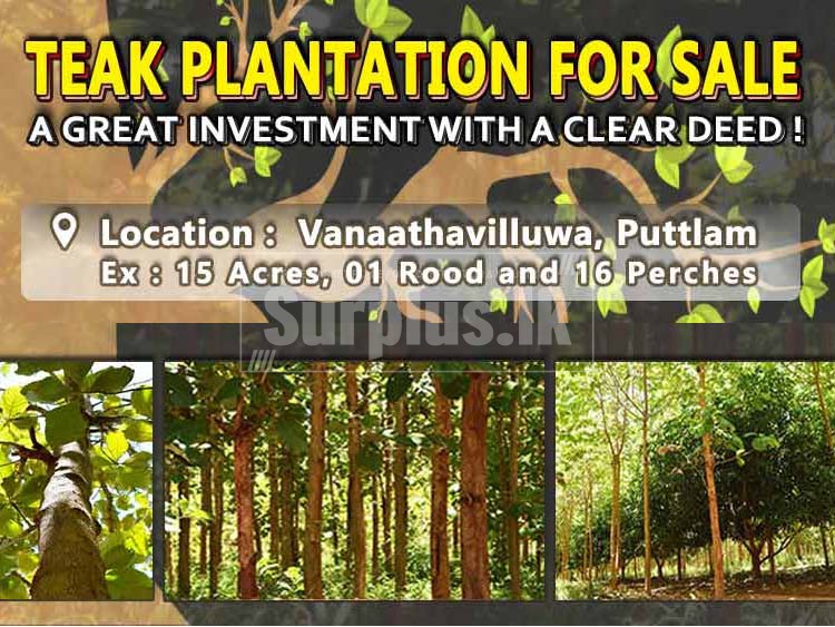 Teak Plantation Land for sale at Vanaathavilluwa Puttalam Surplus