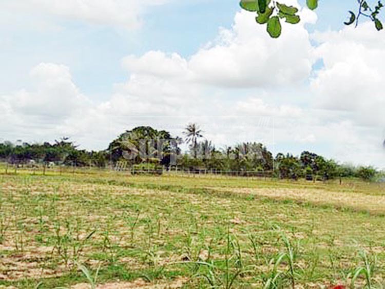 5 Acres land for immediate sale at Monaragala. Surplus