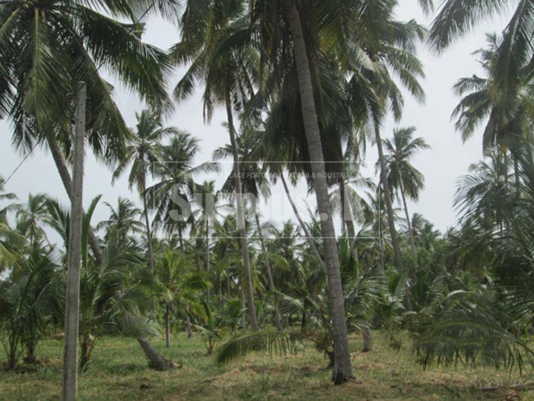 Valuable 15 Acres Coconut Land for Sale in Chilaw Surplus