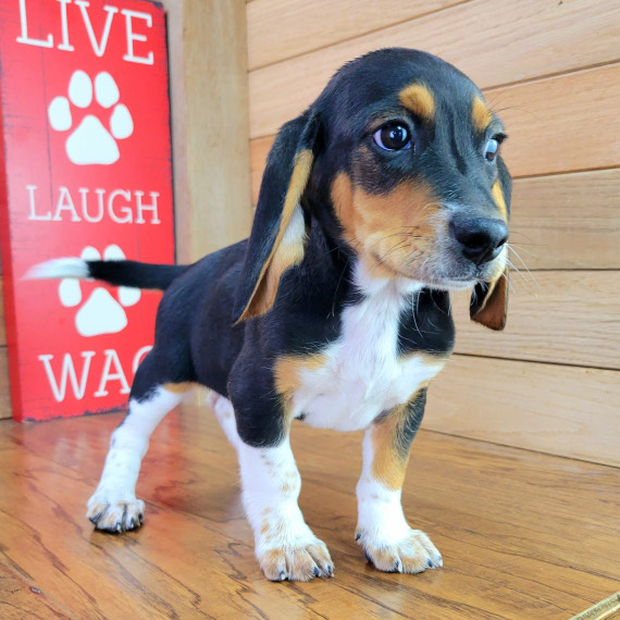 Beagle puppies for sale Surprise Puppy Home