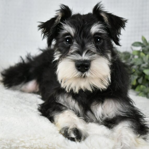 Miniature Schnauzer puppies for sale Surprise Puppy Home
