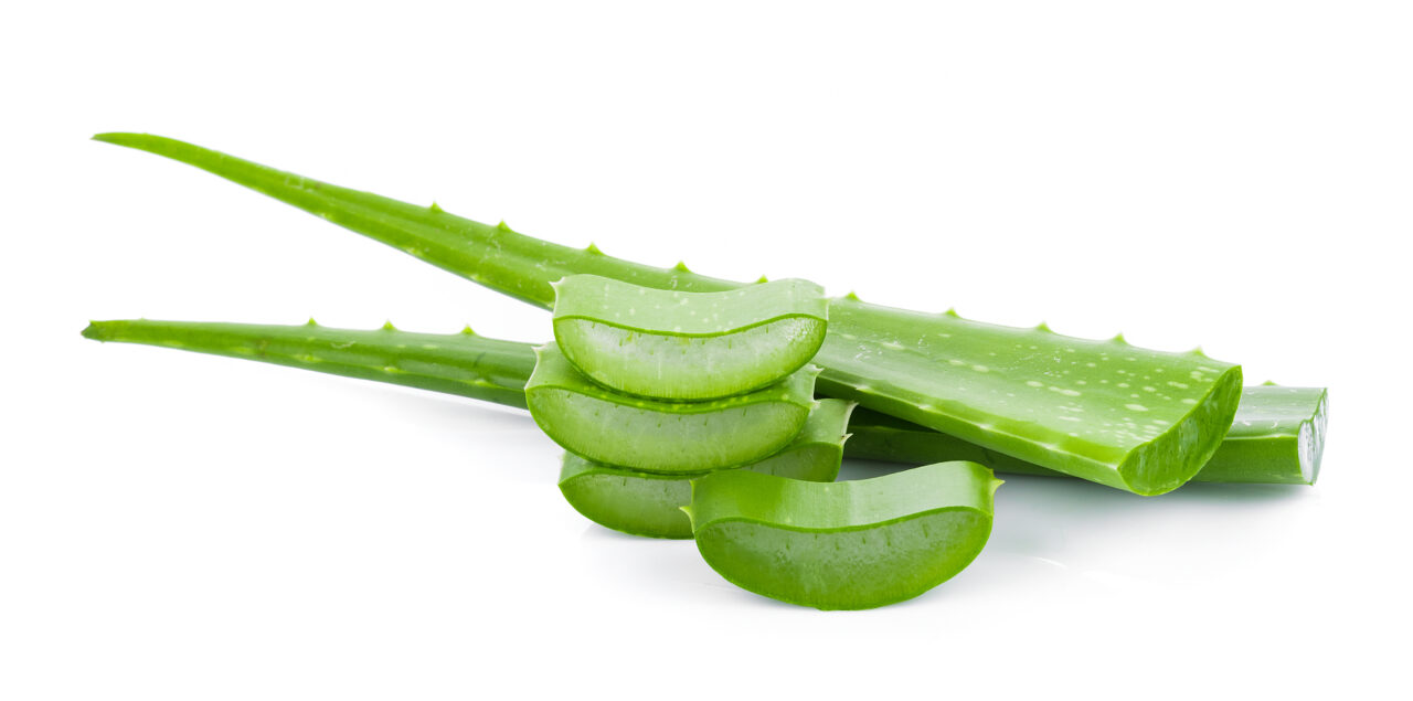 Aloe vera is more than just a plant Surrender To Happiness