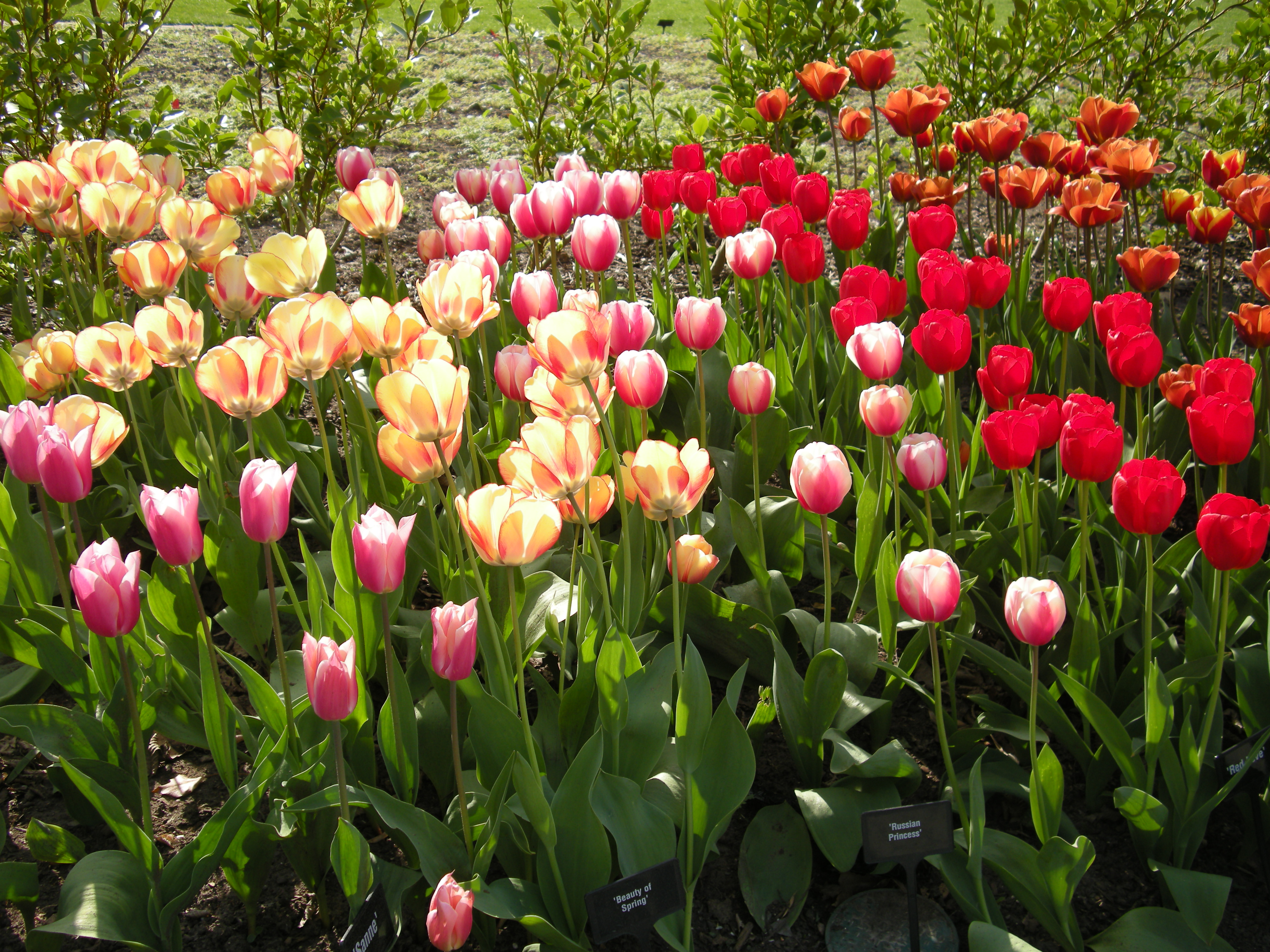 Tulips in Surrey The Surrey Edit