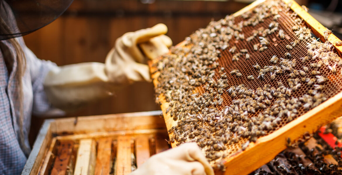 SCC Offering Introduction to Beekeeping Class Surry Community College