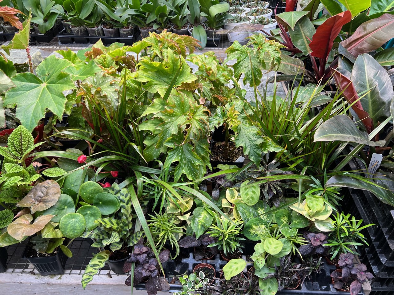 House Plants Surry Gardens