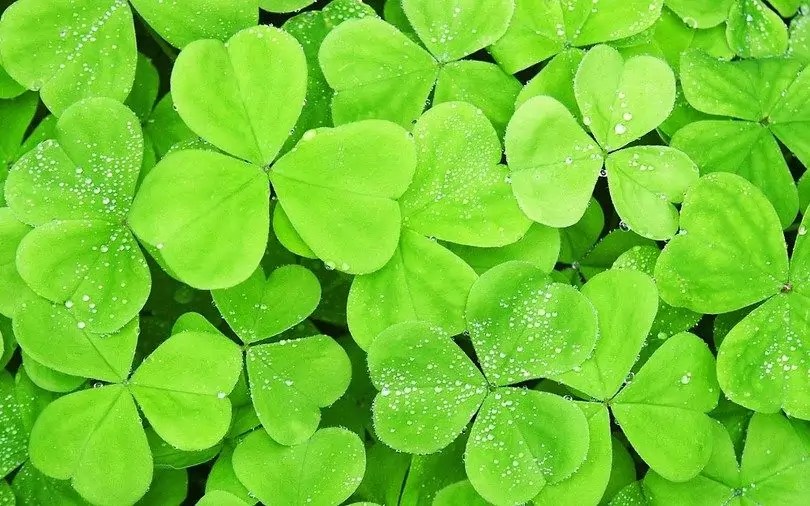 Wild Plants You Can Eat A List of Edible Wild Plants