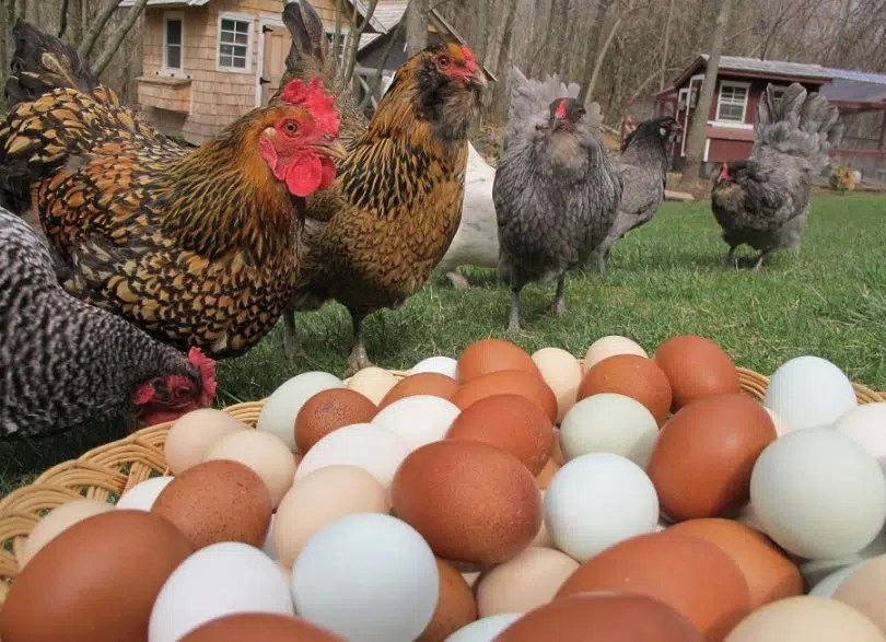 How to Raise Chickens Advice for Every Beginner