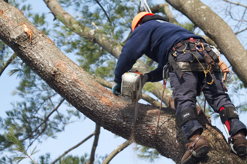 Tree Climbing Gear Quality Equipment for Maximum Safety