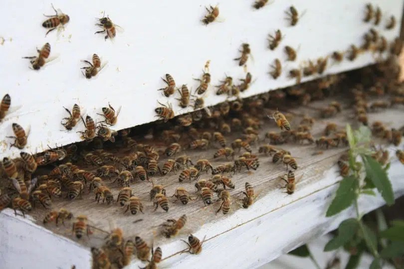 How To Raise Honey Bees Important Steps To A Professional