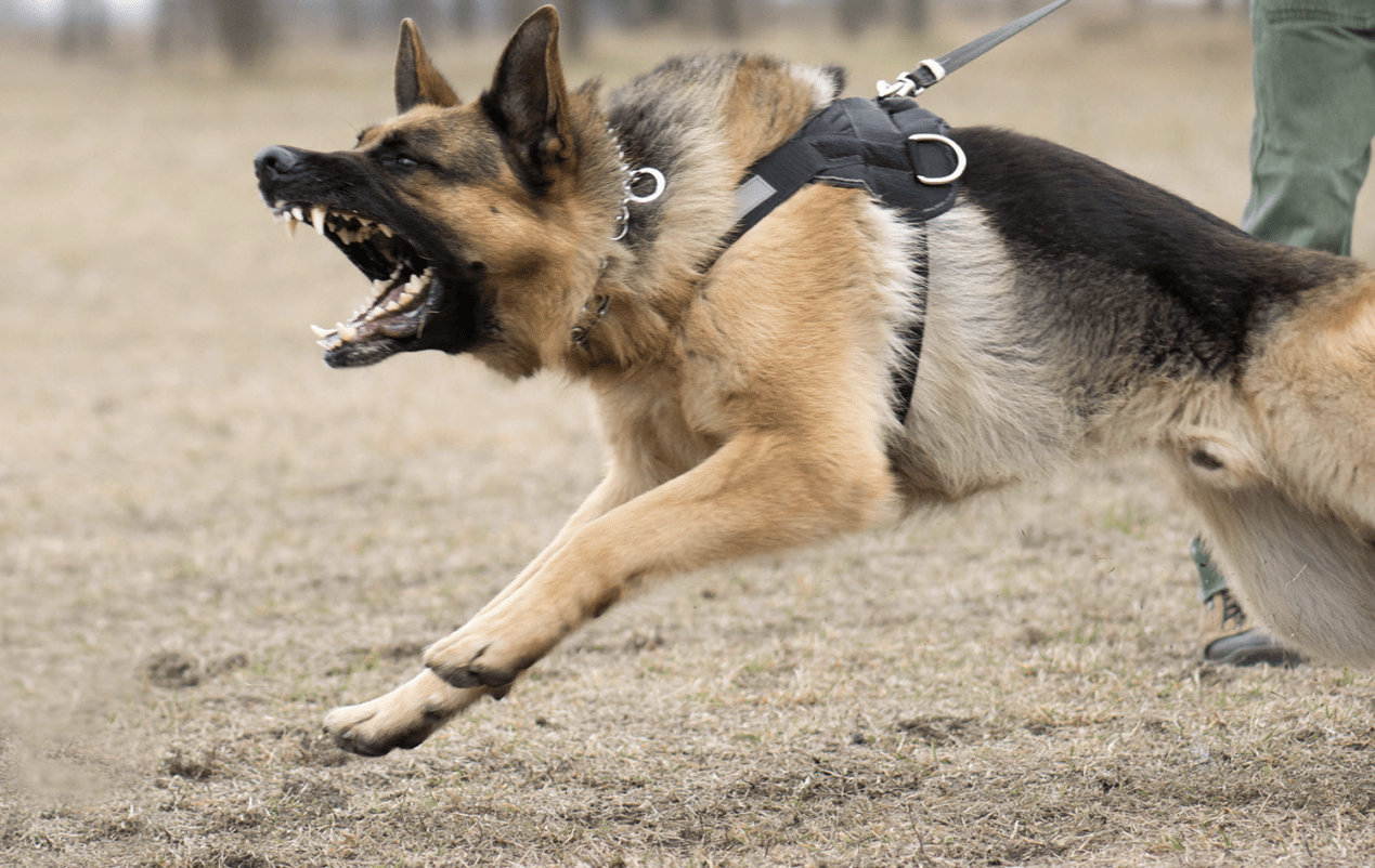 SHTF The Value Of A Good Dog Survival Dispatch