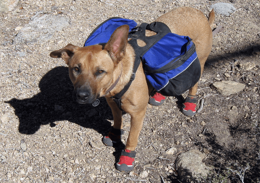 SHTF The Value Of A Good Dog Survival Dispatch