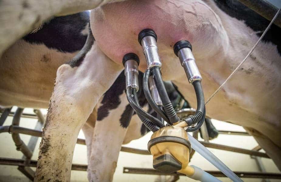 How Much Does a Dairy Farmer Get Paid for a Gallon of Milk? Survival