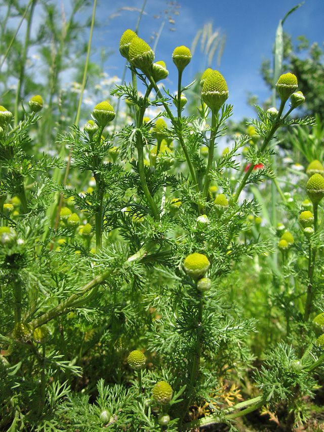 Wild Plants That Repel Mosquitoes Survival