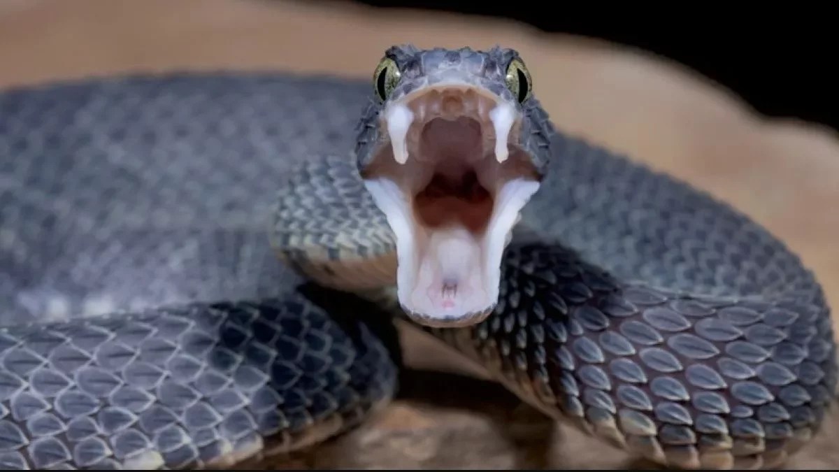 Can You Eat Venomous Snakes for Survival? (Yes! How to Do It Safely)