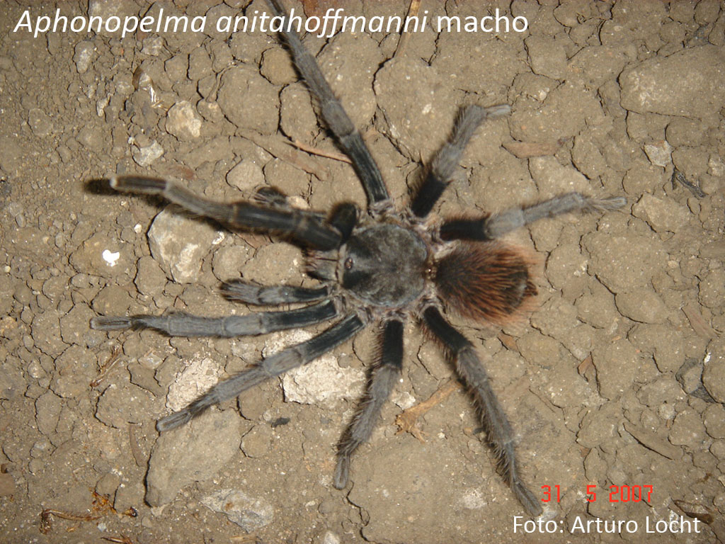 spiders in Mexico Surviving Mexico
