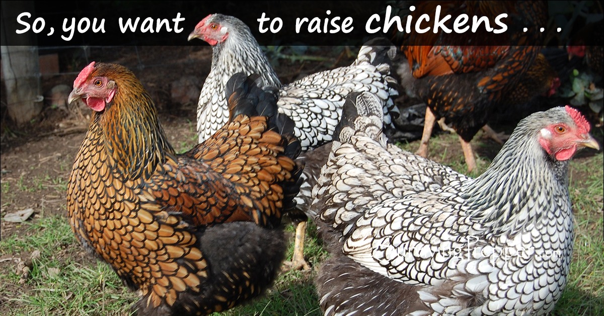 So, you want to raise chickens... Surviving Prepper