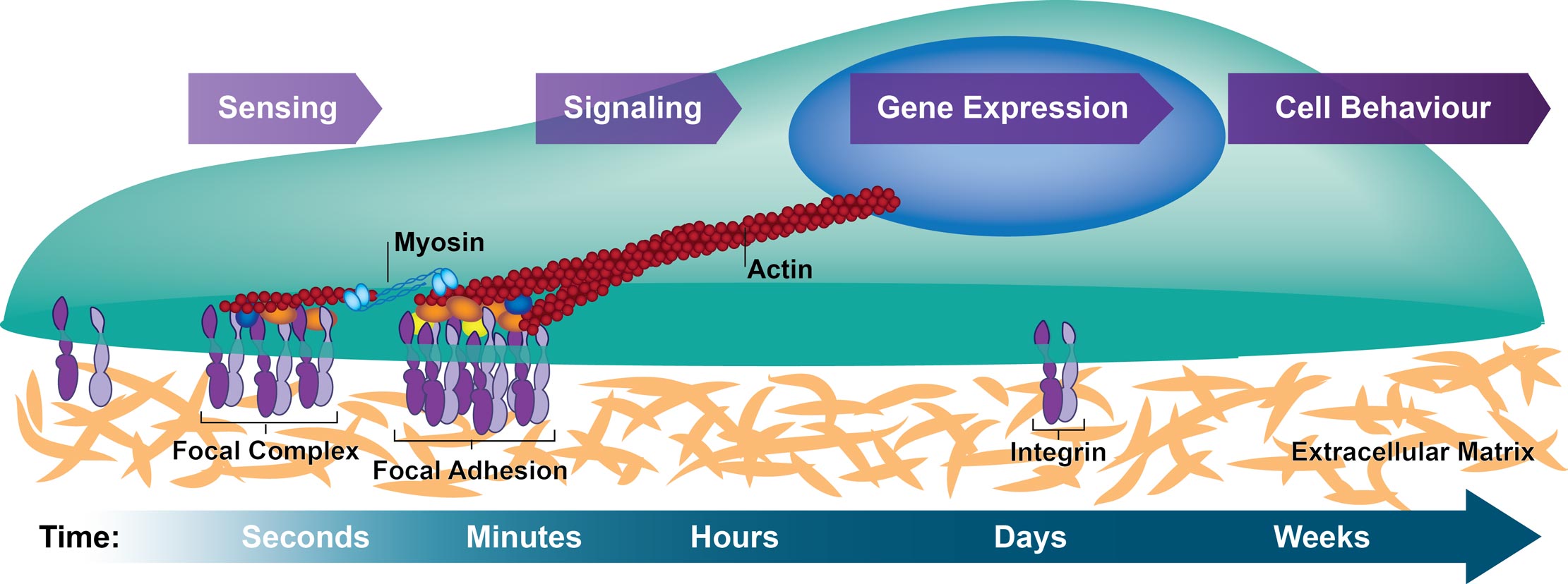 Cellular adhesion (2D and 3D) Rocha Lab
